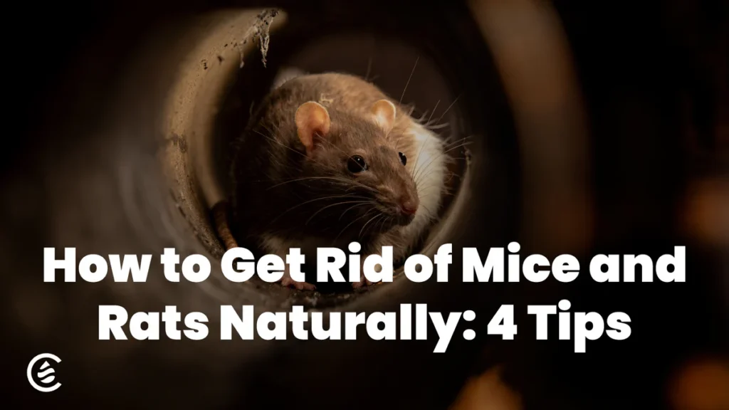 how to get rid of mice